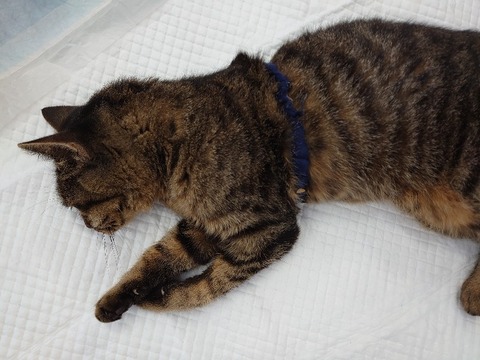 DSC_1707_copy_800x600