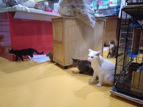 20251020_161536_copy_800x600