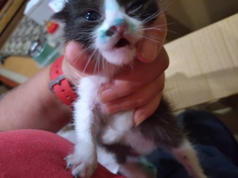 20251020_202657_copy_800x600