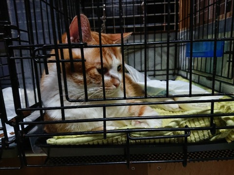 DSC_7078_copy_800x600