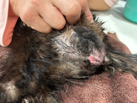 1739796359689_copy_738x554