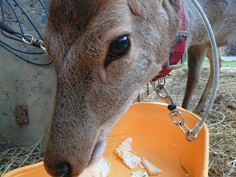 DSC_5395_copy_800x600