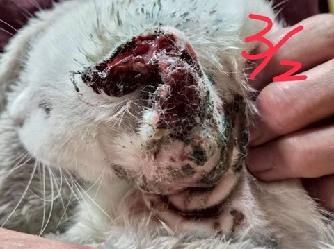 1773649837781_copy_800x599