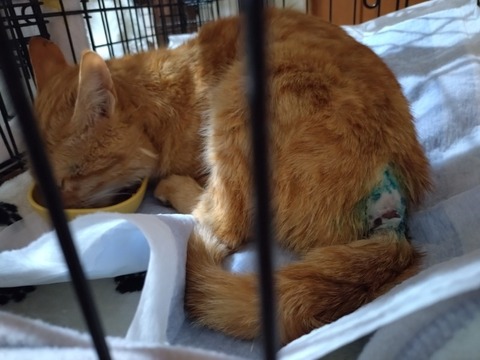 20260130_080830_copy_800x600