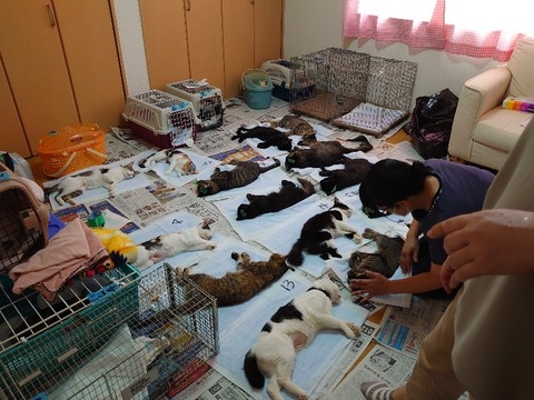 DSC_0355_copy_800x600