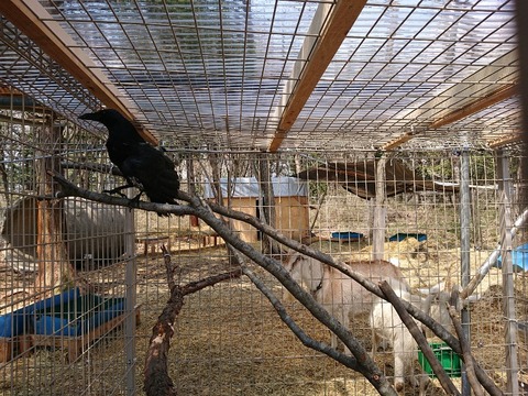 DSC_6547_copy_800x600