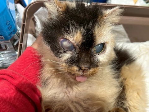 1768778180936_copy_738x554