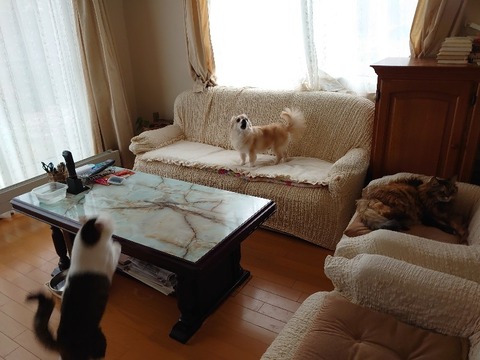 DSC_5700_copy_800x600