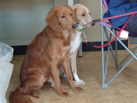 DSC_1240_copy_800x600