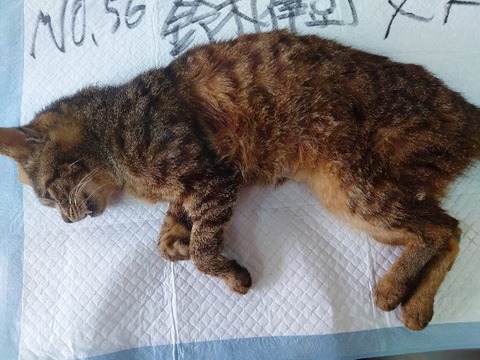 20230405_085651_copy_800x600