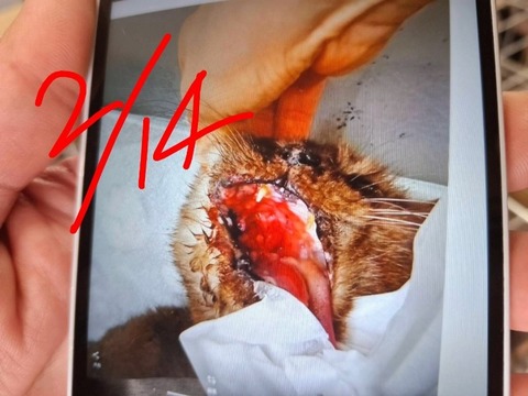 1771728269089~2_copy_800x600