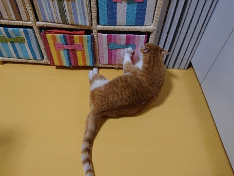 DSC_6339_copy_800x600