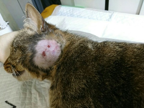 DSC_7272-800x600-800x600