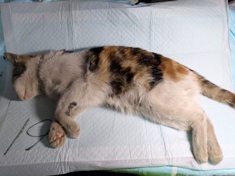 20260312_153559_copy_800x600