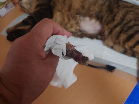 20240313_155516_copy_800x600