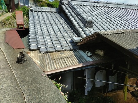 20260730_102724_copy_800x600