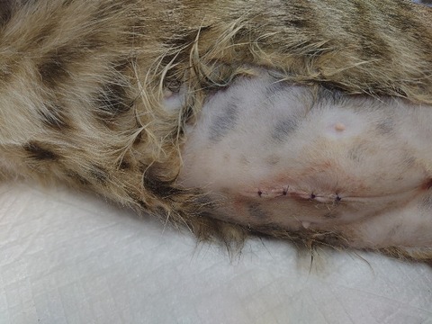 DSC_1671_copy_800x600