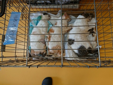 DSC_5725_copy_800x600