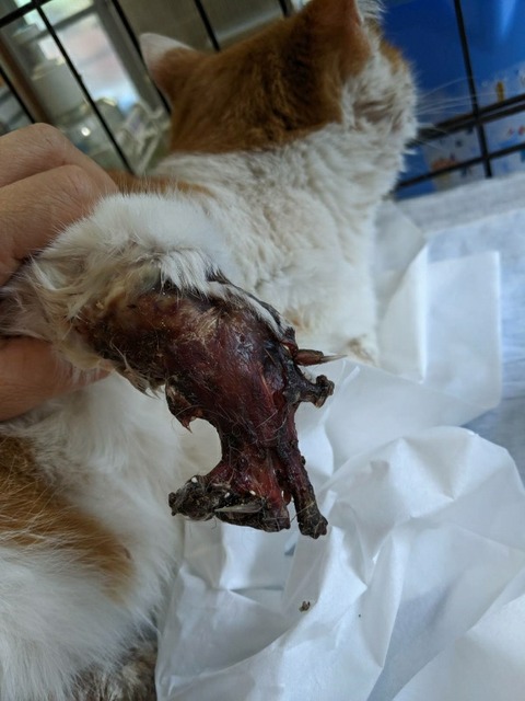 1582121938244_copy_600x800