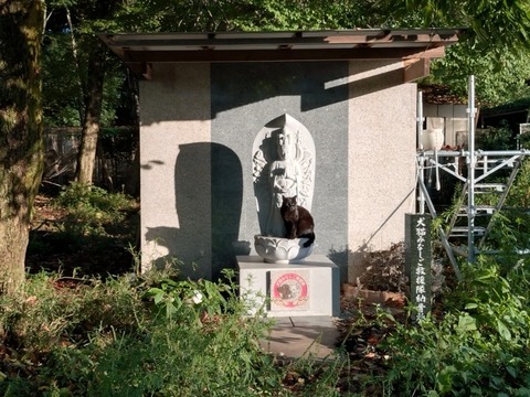 20250906_062056_copy_800x600
