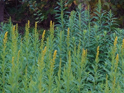 DSC_1890_copy_800x600_1