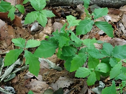 20260516_075752_copy_800x600