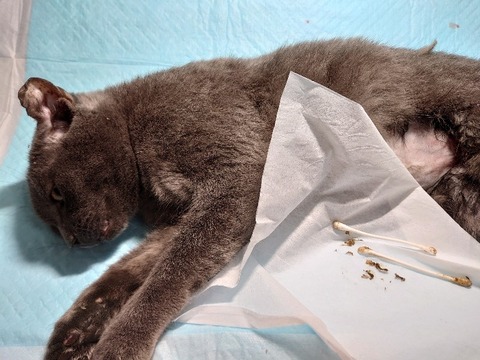 DSC_0222_copy_800x600