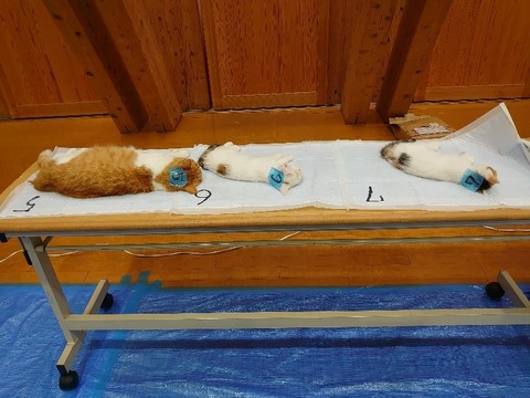 DSC_0019_copy_800x600