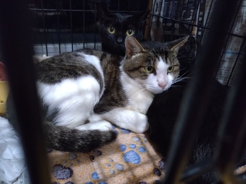 20251019_175212_copy_800x600