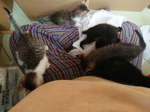 DSC_6878_copy_800x600