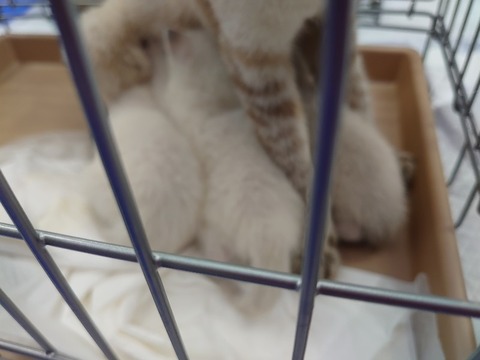 DSC_0593_copy_800x600