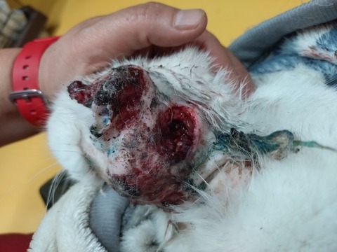 20260212_092414_copy_800x600