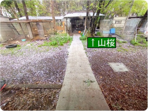 20250424_053111-EDIT