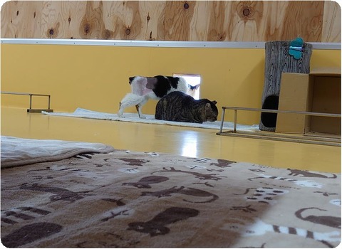 DSC_6470_copy_2337x1702