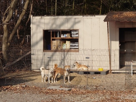 DSC_2521_copy_800x600