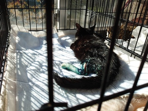 DSC_1547_copy_800x600