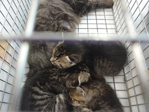 DSC_0607_copy_800x600