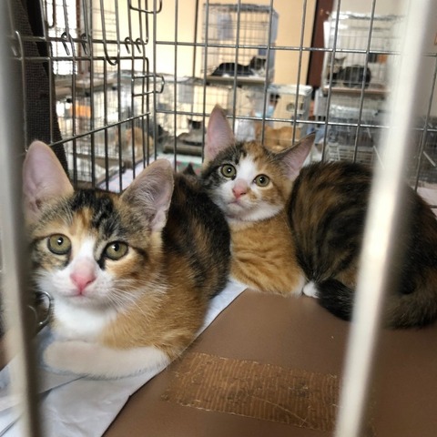 1634553601929_copy_800x800