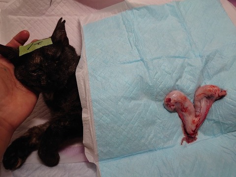 DSC_5962_copy_800x600