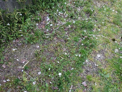 DSC_6375_copy_800x600