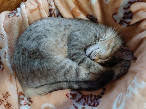 DSC_1019_copy_800x600