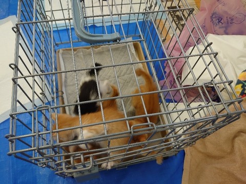 DSC_1660_copy_800x600