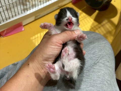 1761052257341_copy_739x554