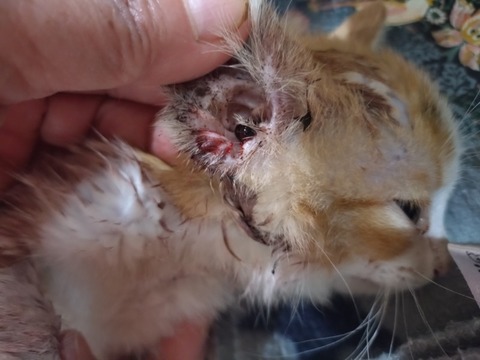 20251020_131403_copy_800x600