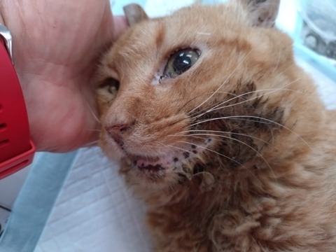 20250625_120815_copy_800x600