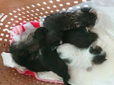 DSC_1503-600x800-600x450