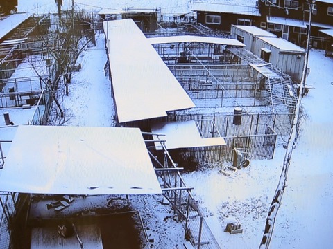 NPO犬猫みなしご救援隊・代表ブログ・みなしご庵へようこそ