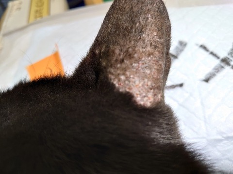 DSC_0582_copy_800x600