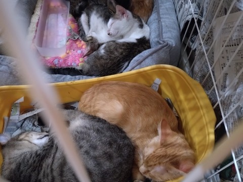 20251125_133252_copy_800x600