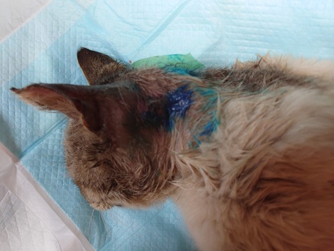 DSC_4245_copy_4032x3024